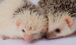 刺猬是什么仙 刺猬被称为什么仙