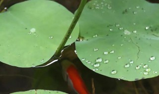 下雨了动物有哪些表现 下雨了动物有什么表现