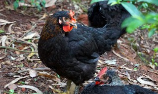 乌鸡的养殖方法 乌鸡的养殖方法介绍