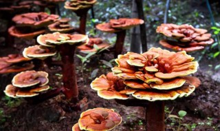 盆栽灵芝的养殖方法 盆栽灵芝如何养殖