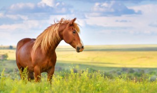 马的尾巴像什么 马的尾巴都像什么