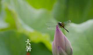 大暑节气不艾灸怎么办 大暑节气除了艾灸还有什么