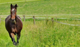 种马是什么意思 种马应该如何饲养