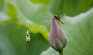 大暑时节饮食怎么吃 大暑时节应该吃的食物介绍