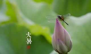 大暑了该怎么办 大暑了该如何办