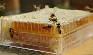 巢蜜怎样储存 巢蜜储存方法