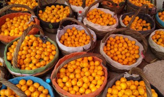 杏怎样储存 杏的储存方法