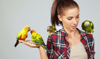 鸟字旁与什么有关 鸟字旁的字跟什么有关