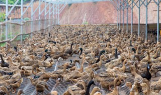 旱鸭子是什么意思 旱鸭子指的是什么