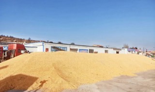 粮食怎样储存 怎样储存粮食