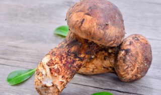 松茸怎样储存 如何保存松茸