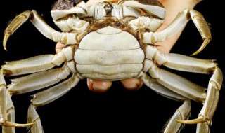 螃蟹怎样储存 螃蟹如何储存