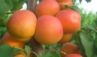 甘甜的意思 甘甜简单释义