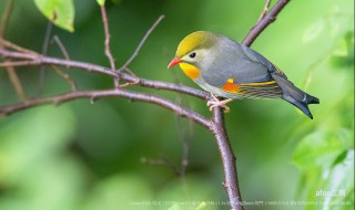 关于小鸟的资料 小鸟详细资料