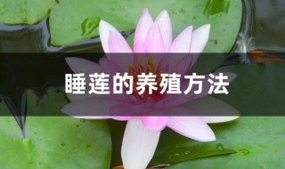 睡莲的盆栽养护方法 睡莲盆栽如何养殖