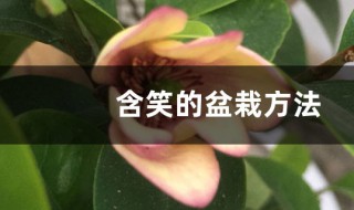 深山含笑的盆栽养护方法 盆栽深山含笑怎么养殖