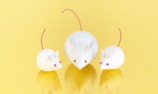 关于老鼠的资料 老鼠的简介