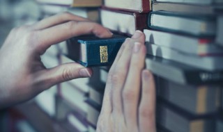 关于大白鲨的资料 大白鲨的简介