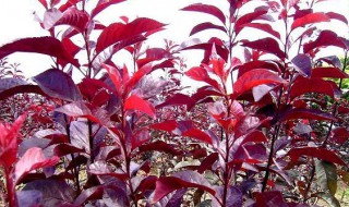 紫叶矮樱的盆栽养护方法 紫叶矮樱怎么盆栽养护