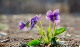 紫花地丁的盆栽养护方法 紫花地丁的盆栽养护方法介绍