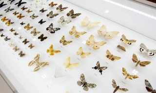 关于昆虫记的资料 昆虫记的简介