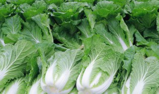 关于白菜的资料 白菜的相关信息