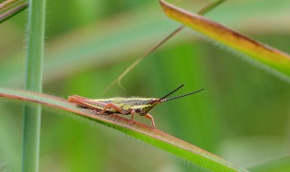 关于蝗虫的资料 关于蝗虫的资料简介
