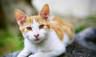 有关于猫的资料 猫的介绍