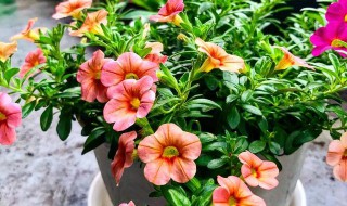 百万小铃的盆栽养护方法 百万小铃怎么盆栽养护