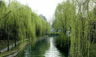 关于柳树资料 柳树介绍