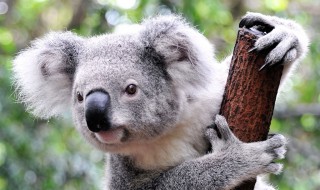 关于考拉的资料 考拉的简介