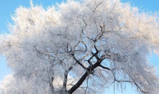 关于雾凇的资料 关于雾凇的内容