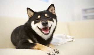 关于哈士奇的资料 哈士奇的资料是什么