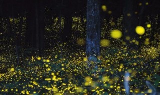 关于萤火虫的资料 萤火虫的介绍