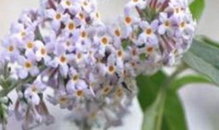 密蒙花的盆栽养护方法 盆栽密蒙花的养护方法