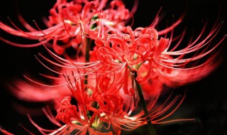 彼岸花的盆栽养护方法 彼岸花怎么养殖呢