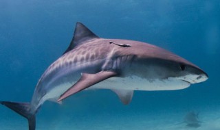 关于虎鲨的资料 虎鲨介绍