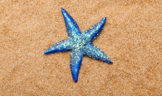 关于海星的资料 海星信息有哪些