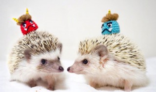 关于刺猬的资料 关于刺猬的资料介绍