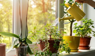 室内竹子品种有哪些 室内竹子的品种