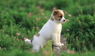 关于狗狗的资料 关于狗的介绍