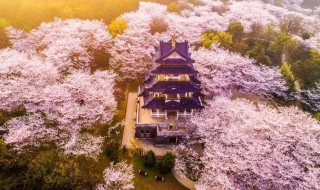 关于樱花的资料 樱花的介绍