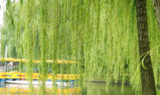 关于柳树的资料 柳树的介绍