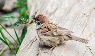 关于麻雀的资料 麻雀的资料分享