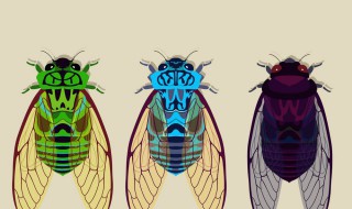 关于蝉的资料 蝉的资料介绍