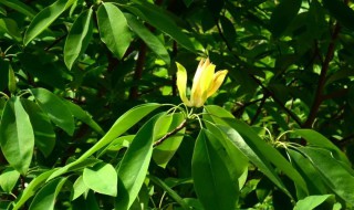 关于动植物的资料 关于动植物的内容资料