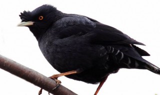 关于八哥的资料 关于八哥的介绍