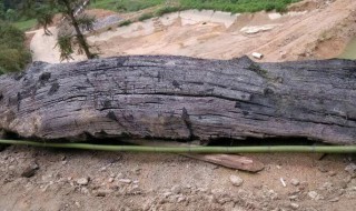 乌木有什么用 乌木有哪些用