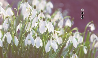 小暑节气兰花怎么养 小暑节气兰花养植方法介绍