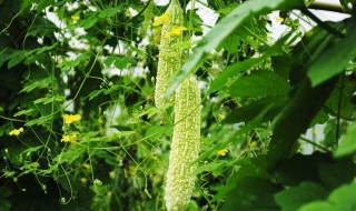 中伏种什么 中伏种什么东西